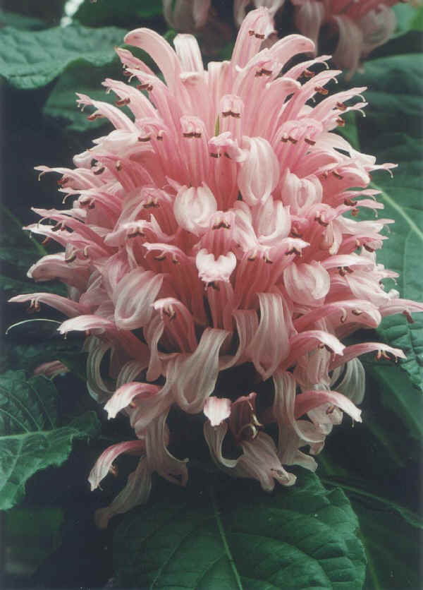 Justicia carnea